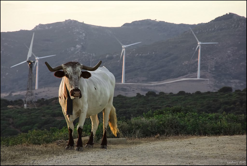 <a href="https://www.flickr.com/photos/zoidberg72/5123677941/">"sustainable cow"</a> <br /> Foto: Flickr.com/dr_zoidberg <br /> <a href="https://creativecommons.org/licenses/by-sa/2.0/">(CC BY-SA 2.0)</a>