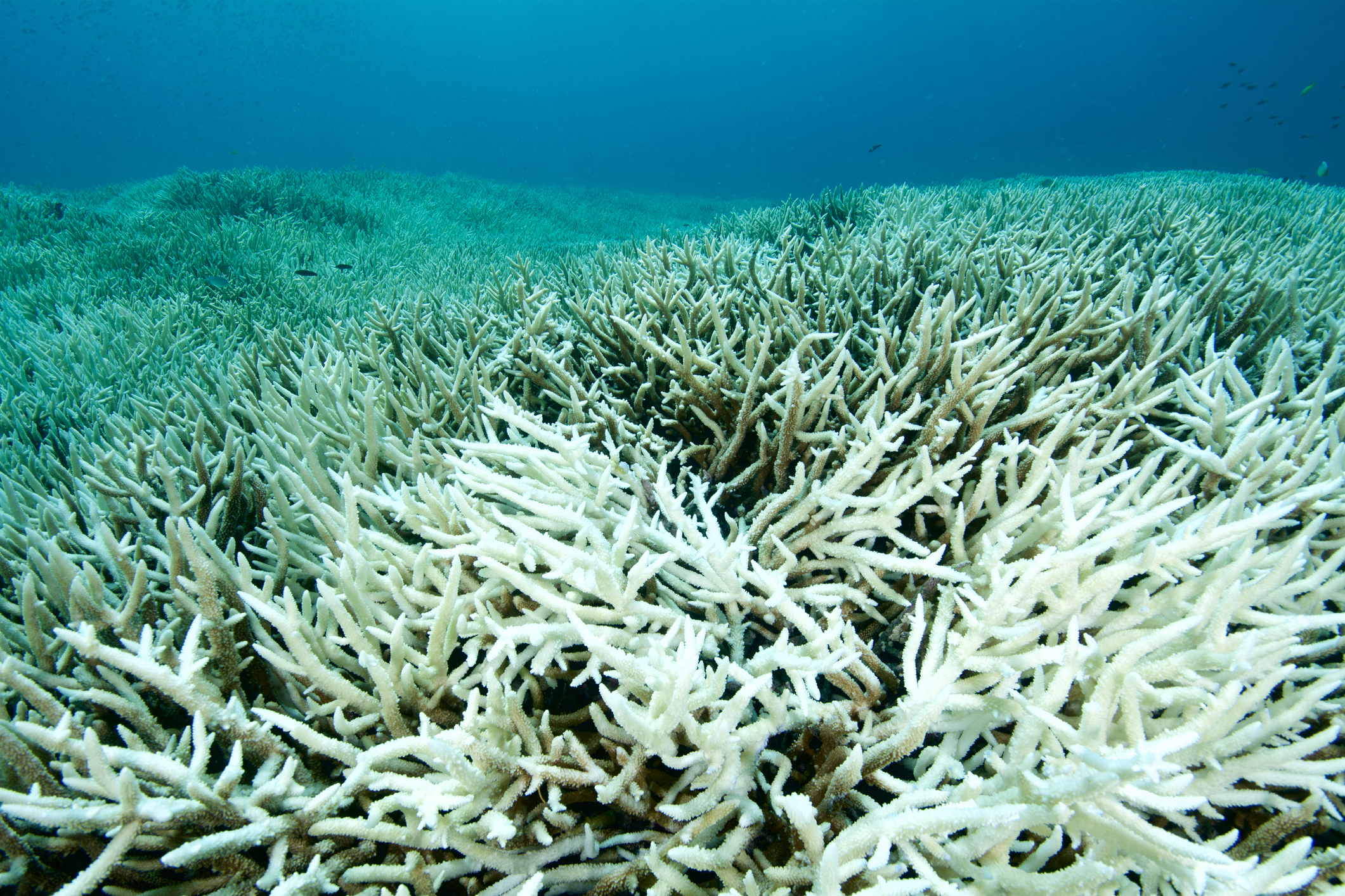 Dødt korallrev